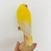 Estatuetas decorativas real taxidermia recheio eurasiano amarelo melopsittacus budgerigar papagaio espécime esboço desenho273s