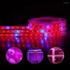 Grow Lights Full Spectrum 300 LEDs Phyto Lamps 5 mètres 12V Fitolampy étanche pour plantes semis serre hydroponique