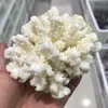 Decoratieve beeldjes natuurlijke witte koraalsteen mineraal exemplaar genezende woninginrichting spiritueel