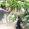 1000pcs / lot Sac de raisin anti-oiseau PEST CONTRÔLE CONTRÔLE DE FRUTS Sacs de protection des fruits Téla Sac de raisin Nanch Porta Bustine en gros LX0245
