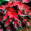 カラジウムシードフロリダファンシーリーブカラジウム種子ボンサイカラフルな装飾植物種子珍しい花100pcs/pack