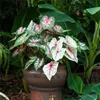 カラジウムシードフロリダファンシーリーブカラジウム種子ボンサイカラフルな装飾植物種子珍しい花100pcs/pack