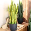 Dekorativa blommor konstgjorda saftiga agave monolitiska tropiska bladgren öken växter sansevieria trifasciata förhand