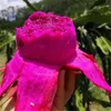 Pitaya fr￶n 100st super sweet drake frukt natur icke-gmo f￤rsk ekologisk frukt fr￶ tr￤dg￥rd balkong bonsai v￤xter dropphipning