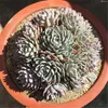 Sukkulenten-Kaktussamen, 100 Stück, erstaunliche fleischige Lotuspflanzen, gemischte Mini-Garten-Sukkulenten-Samen, mehrjährig – Hauslauch lebt ewig, einfach zu züchten