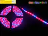 Wholesale5m 5050 DC12V LED Strip plante élèvent des lumières rouge bleu pour serre plante hydroponique en croissance