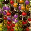 화려한 체리 토마토 씨앗 130pcs 신선한 유기농 과일 자연 채소 화분 화분 화분 달콤한 폭포 처녀 과일 씨앗