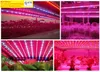 Wholesale5m 5050 DC12V LED 스트립 공장 재배 조명 온실 수경 식물 재배를위한 빨간색 파란색