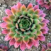 Sukkulenten-Kaktussamen, 100 Stück, erstaunliche fleischige Lotuspflanzen, gemischte Mini-Garten-Sukkulenten-Samen, mehrjährig – Hauslauch lebt ewig, einfach zu züchten
