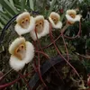 Samen 100 Stück seltene malaysische Affengesichtsblumensamen Bonsai DIY Hausgarten Pflanzen Topf Bonsai Blumen Flores Orchidee mehrere Sorten
