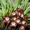 Sementes 100 Pcs Raras Malaysia Monkey Face Flower Seed Bonsai DIY Home Garden Plants Pot Bonsai Flowers Flores Orchid Multiple Variedades