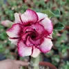 Adenium Obesum Samen 15 Sorten Wüste Rose seltene Zierbonsai -Pflanzen mehrjährige vier Jahreszeiten Blüte Parfüm Regenbogen Rosensamen 2pcs