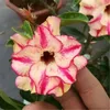 Adenium Obesum Samen 15 Sorten Wüste Rose seltene Zierbonsai -Pflanzen mehrjährige vier Jahreszeiten Blüte Parfüm Regenbogen Rosensamen 2pcs