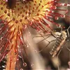 50 PCs Drosera Sukkulente Pflanzen Samen Nepenthes Bonsai seltene Zierblumen Samen Topf Pflanze mehrj￤hrige duftende fantastische Korallenblume zur Reinigung der Luft