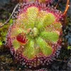 50 Pcs Drosera Succulent Plants Seeds Nepenthes Bonsai Rare Ornamental Flowers Seeds Potted Plant Perennial Fragrant Fantastic Coral Flower for Purify The Air