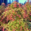10 шт. Acer Rubrum Red Maple Seeds Rare Liquidambar Семена Styraciflua китайские семена сладкого дерева
