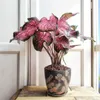 100 Pcs Exótico Tailândia Sementes de Caladium Bicolor Bonsai Varanda Rosa Queimada Orelha de Elefante Flor Perene Borboleta Faixa Ervas Plantas em Vaso Sementes