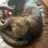 Hundebekleidung wiederverwendbare Windeln weibliche Windel für Hündchen in der Periode universelle Größen Haustier mit Baumwollersatz