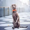 Собачья воротничка PU PET воротники набор роскошных дизайнеров Trivel Designer Регулируемый комфортный прочный Schnauzer Chihuahua йорк