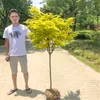 10 PCs Acer rubrum rote Ahornsamen seltene Liquidambar Styraciflua Samen Chinesische süße Kaugummi -Samen mehrjähriger Gartenpark Stadterne Bäume