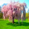 15 szt./Lot Japan płaczące nasiona sakura krople deszczowe Peach Blossom Nasiona Piękne orientalne wiśniowe bonsai garnek roślin drzewa roślinne nasiona kwiatowe do ogrodu domowego