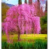 15 PCS/Lot Japonya Ağlayan Sakura Tohumları Yağmur Damlaları Şeftali Damlaları Çiçek Tohumları Güzel Oryantal Kiraz Bonsai Pot Bitki Ağacı Çiçek Tohumu Ev Bahçesi