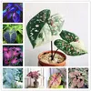 100 Pcs Exótico Tailândia Sementes de Caladium Bicolor Bonsai Varanda Rosa Queimada Orelha de Elefante Flor Perene Borboleta Faixa Ervas Plantas em Vaso Sementes