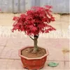 10 PCs Acer rubrum rote Ahornsamen seltene Liquidambar Styraciflua Samen Chinesische süße Kaugummi -Samen mehrjähriger Gartenpark Stadterne Bäume