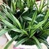 Flores decorativas Grandes plantas artificiales de Cymbidium PU Sansevieria Hojas de orquídeas falsas Rama de árbol de Dracaena de plástico para la fiesta en el jardín del hogar