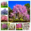 15 szt./Lot Japan płaczące nasiona sakura krople deszczowe Peach Blossom Nasiona Piękne orientalne wiśniowe bonsai garnek roślin drzewa roślinne nasiona kwiatowe do ogrodu domowego