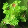 Dekorativa blommor Nuonuowell 3x Mini Green Succulent Plants Artificial Faux Imitation Plant