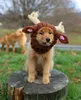 Vêtements de chien chaud drôle Halloween Elk coupe-vent chapeau tricoté chapeau pour animaux de compagnie Costume de noël en forme de coeur animaux de compagnie fournitures pour chiens