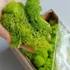 Decorative Flowers 100/200g Simulation Artificial Moss Preserved Fake Plants DIY Micro Landscape Wall Decor For Garden Company Home