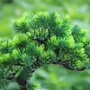 Dekorativa blommor bordsdekoration el artificiell bonsai träd gåva diy falsk växt hemmakontor med potten kinesisk stil vardagsrum krukut tall