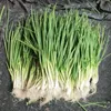 بذور الخضروات العضوية الأوراق الخضراء بذور الخضار 12 كيلندرز طازجة رومان الخس الكبير الكرفف