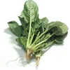 بذور الخضروات العضوية الأوراق الخضراء بذور الخضار 12 كيلندرز طازجة رومان الخس الكبير الكرفف