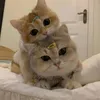 Vestuário para cães suprimentos para animais de estimação Acessórios para o desenho animado de desenho animado gato gato de gato gatinho bone pêlo clipes de moda