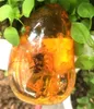 Pendentif Colliers Certificat Naturel Mexicain Ambre Cire D'abeille 42 64 17mm