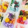 Decorative Flowers Colorful Immortal Flower Hydrangea Natural Plants Dried Material Package DIY Epoxy Resin Mold Home Crafts Decoration