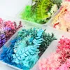 Fleurs décoratives Fleur Immortelle Colorée Hortensia Plantes Naturelles Emballage De Matériel Séché DIY Résine Époxy Moule Maison Artisanat Décoration