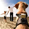 camera dog collar