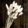 الزهور الزخرفية المجففة العشب بامباس ذيل ذيول زهرة طبيعية ديكور باقة الزفاف الأتيرنالبوم الاصطناعي