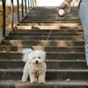 Colliers de chien laisse automatique rétractable Mini Portable Nylon extérieur marche conduit pour petits et chat fournitures pour animaux de compagnie