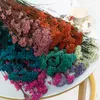 Decoratieve bloemen Natural Real Drooged Millet Flower Bouquet Diy Resin Accessoires voor centerpieces Decoratie Home Wedding Party