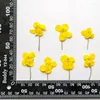 Flores decorativas Estupro original Diy seco pressionado para brincar de handmande Floral Free Remessa 1 lote/120pcs