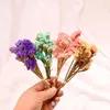 Flores decorativas Mini plantas de ramo naturales secas florales preservadas para la decoración del hogar de la boda