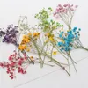 Fleurs décoratives 12 pièces de Mini fleurs séchées naturelles bouquet frais conservé décoration Po fond saint valentin cadeau