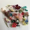 Dekorativa blommor Torkade blomma 1Box Muliticolor bevarade slumpm￤ssig f￤rg Multicolor f￶r klippb￶cker