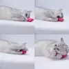 أسنان صغيرة طحن Catnip Cat Toys مضحكة أفخم تفاعلية لعبة PET هريرة مضغ مخالب صوتية الإبهام ألعاب لدغة الجملة