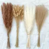 100Pcs/lot Cream Pampas Grass Fluffy Room Phragmites Decoration Natural Bunny Tail Grass Dried Flowers Bouquet Boho Home Decor